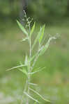Softleaf rosette grass